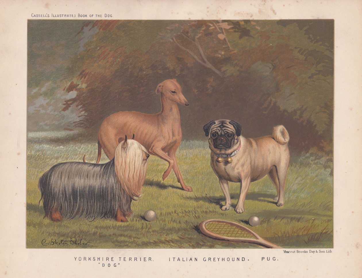 Yorkshire terrier, italiensk greyhound og mops vist med tennisracket og baller av English School