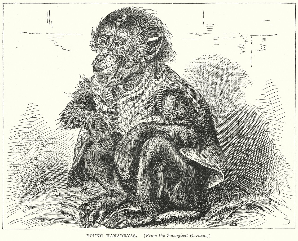 Unge Hamadryas (gravering) av English School