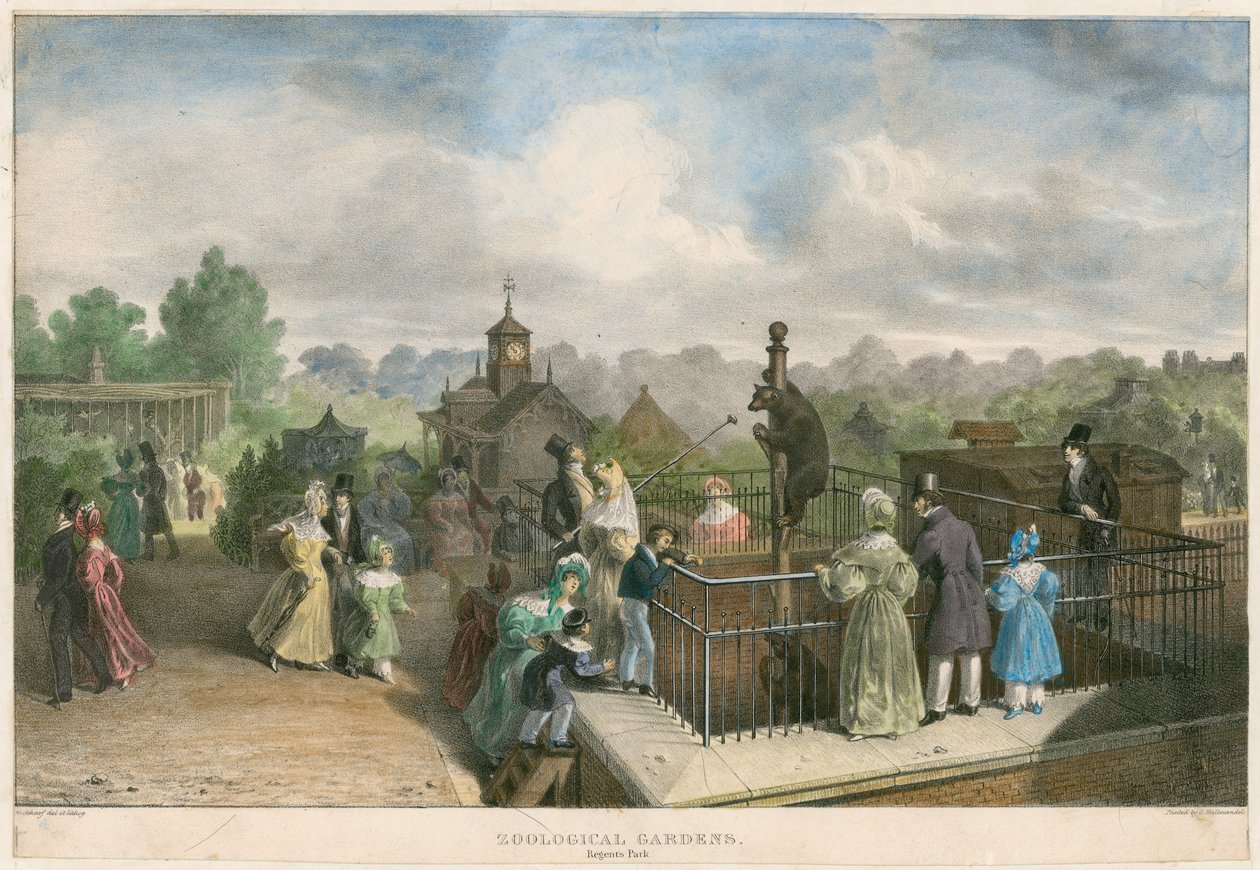 Zoologisk hage, Regent#39;s Park (farget gravering) av English School