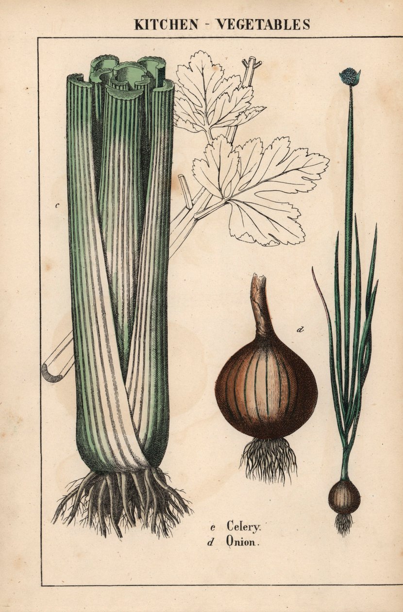 , fra "The Instructive Picturebook, or Lessons from the Vegetable World," [Charlotte Mary Yonge], Edinburgh av English School