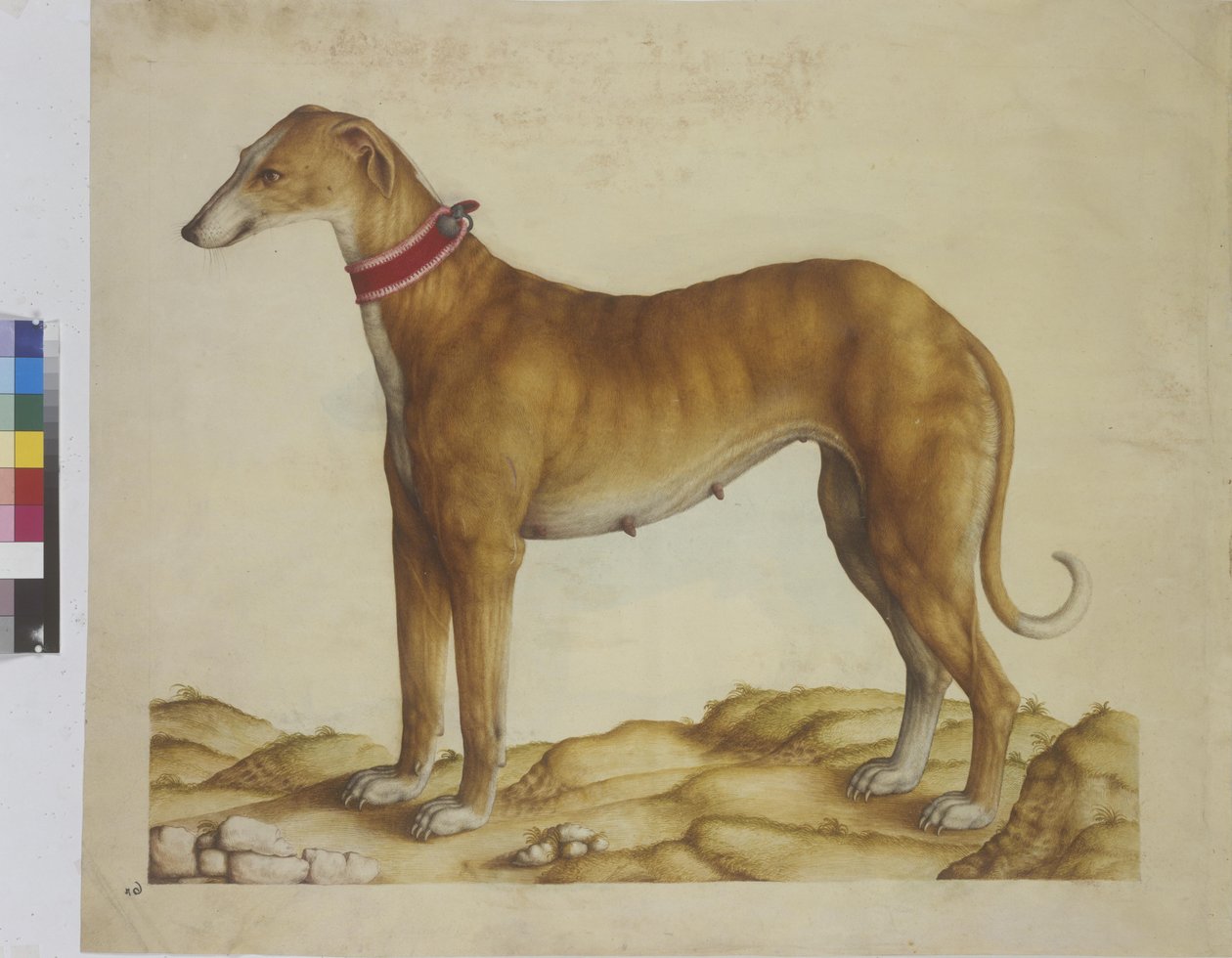Helside: miniatyr: hund, ca. 1562–1580 (akvarell på papir) av Erich Lessing