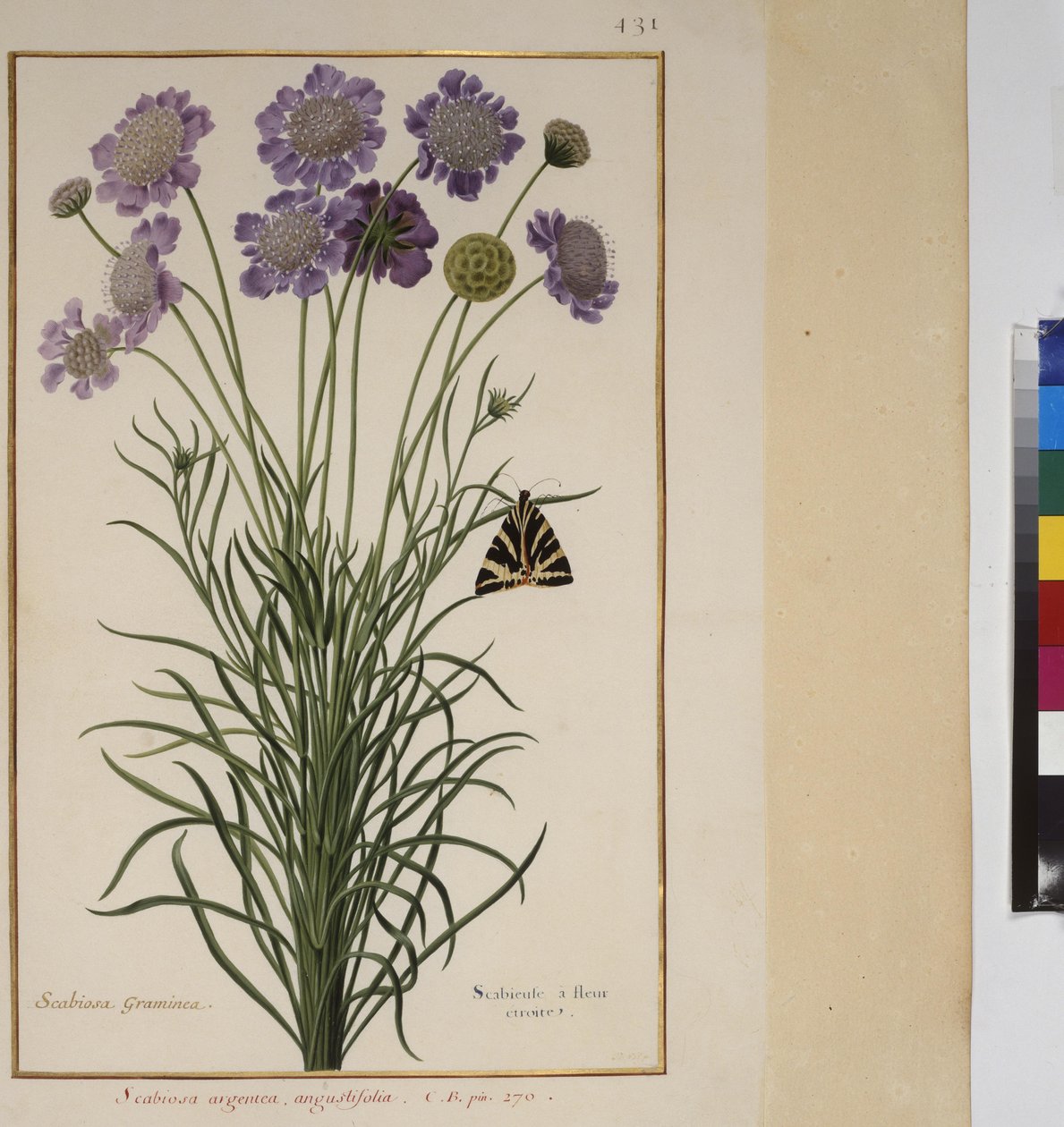 Helside: plantestudie, ca. 1650–75 av Erich Lessing