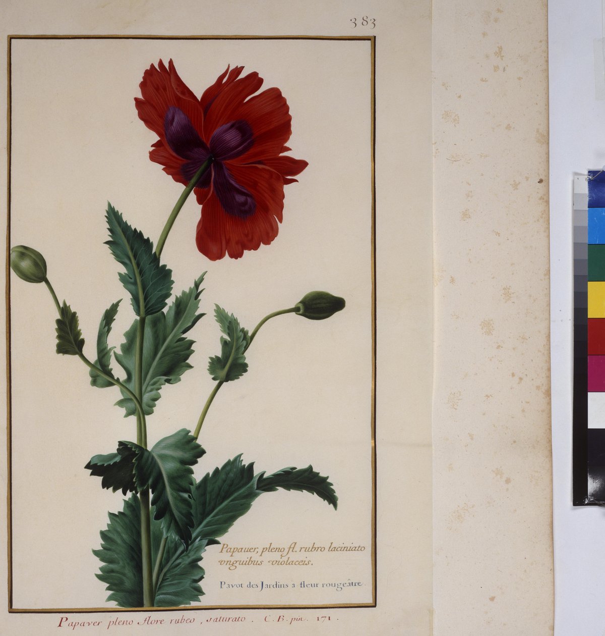 Helside: plantestudie, ca. 1650–75 av Erich Lessing