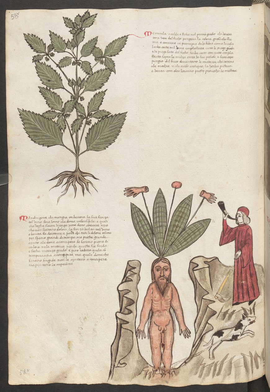 Helside: tekst og miniatyrer: «Mercurela» (miniatyr) av Erich Lessing