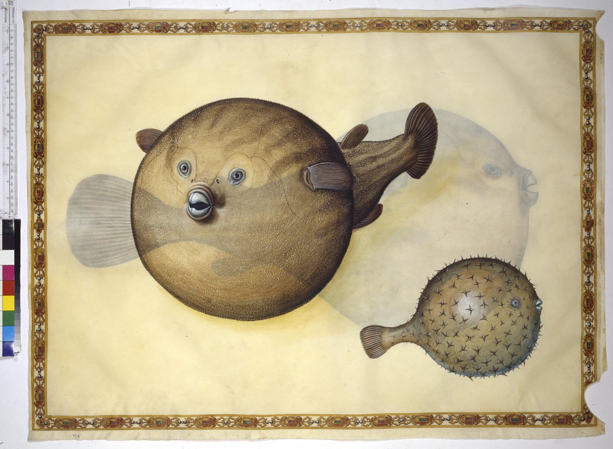 Helside: to kulefisk mot nøytral bakgrunn av Erich Lessing