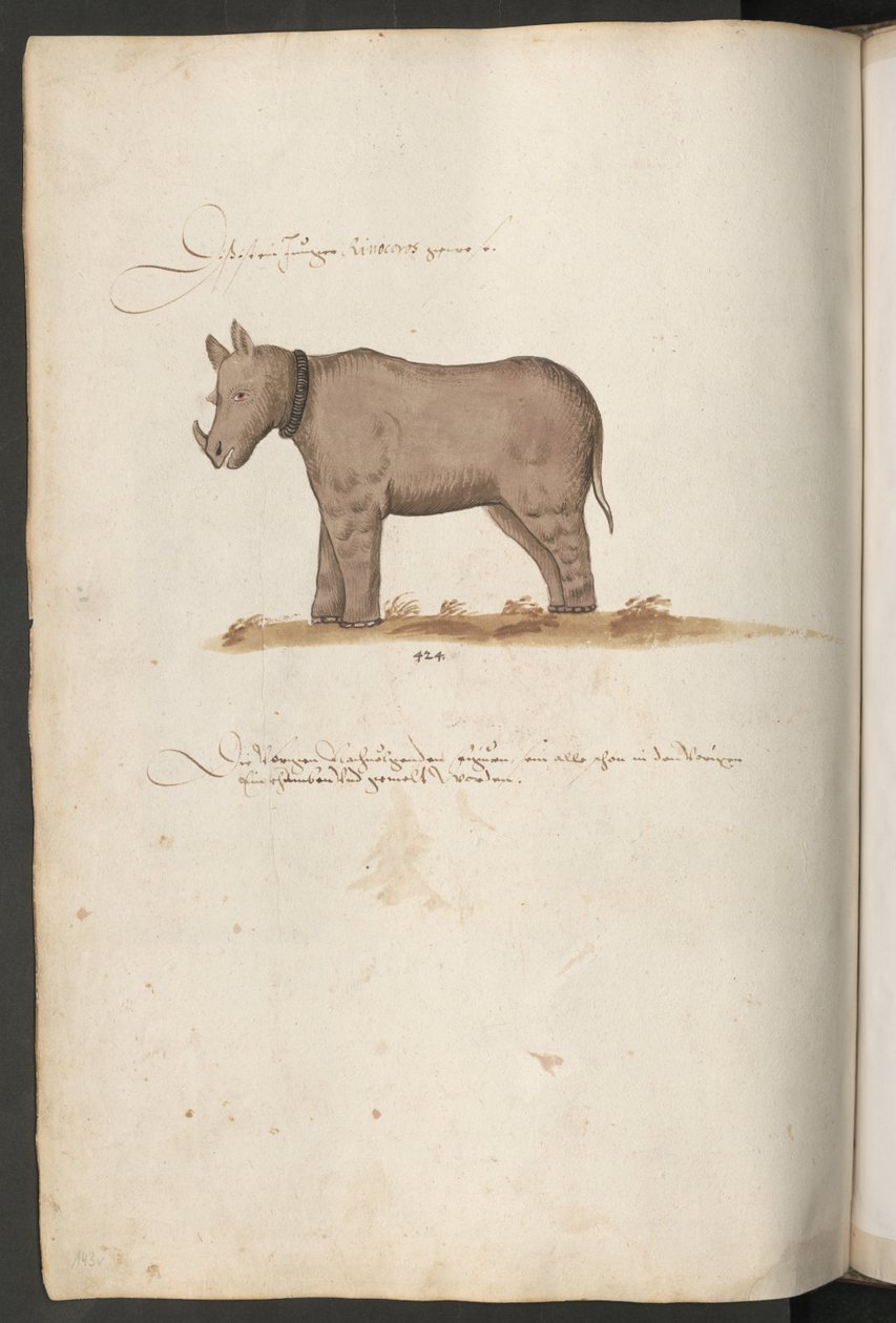 Neshorn av Erich Lessing