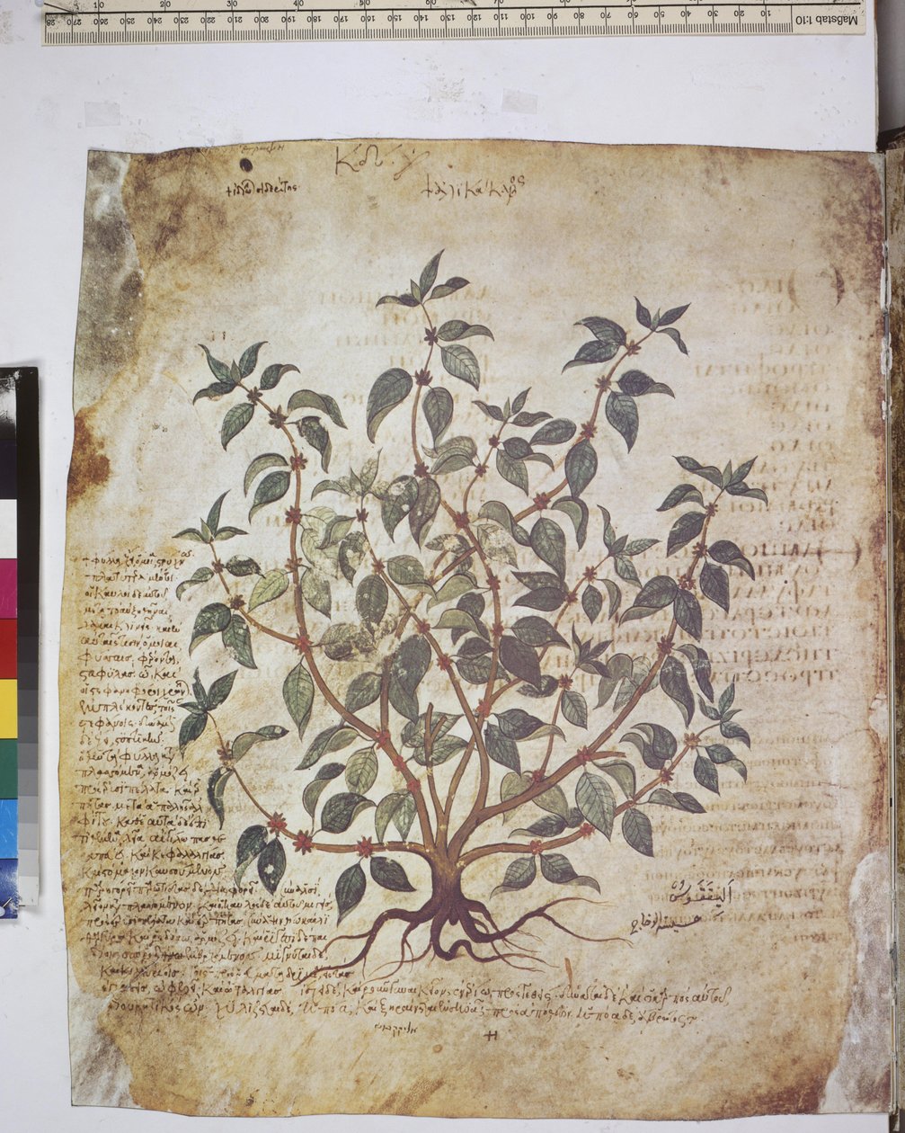 fol. 12v-387r#39;Dioscorides Herbarium#39;. Helside: plantestudie og tekst ... av Erich Lessing