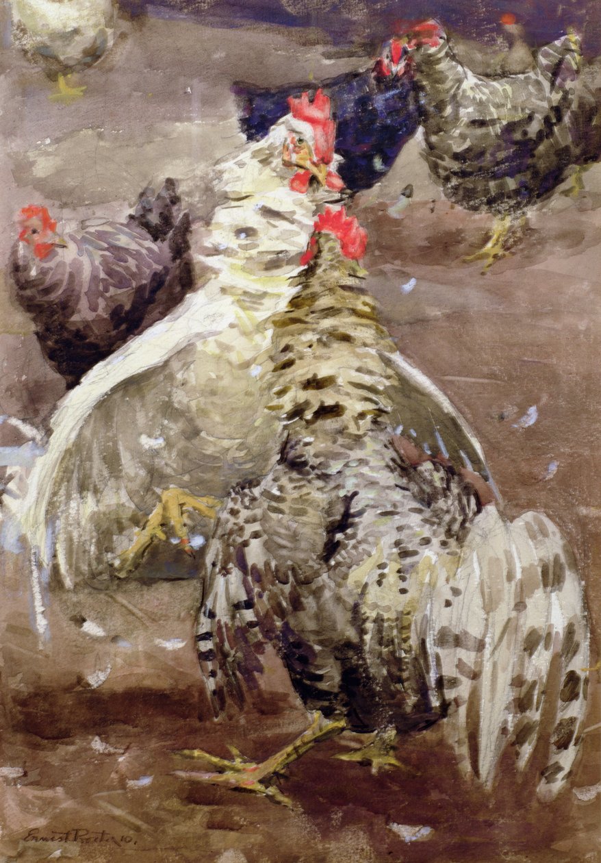Roosters, 1910 (wc på papir) av Ernest Procter