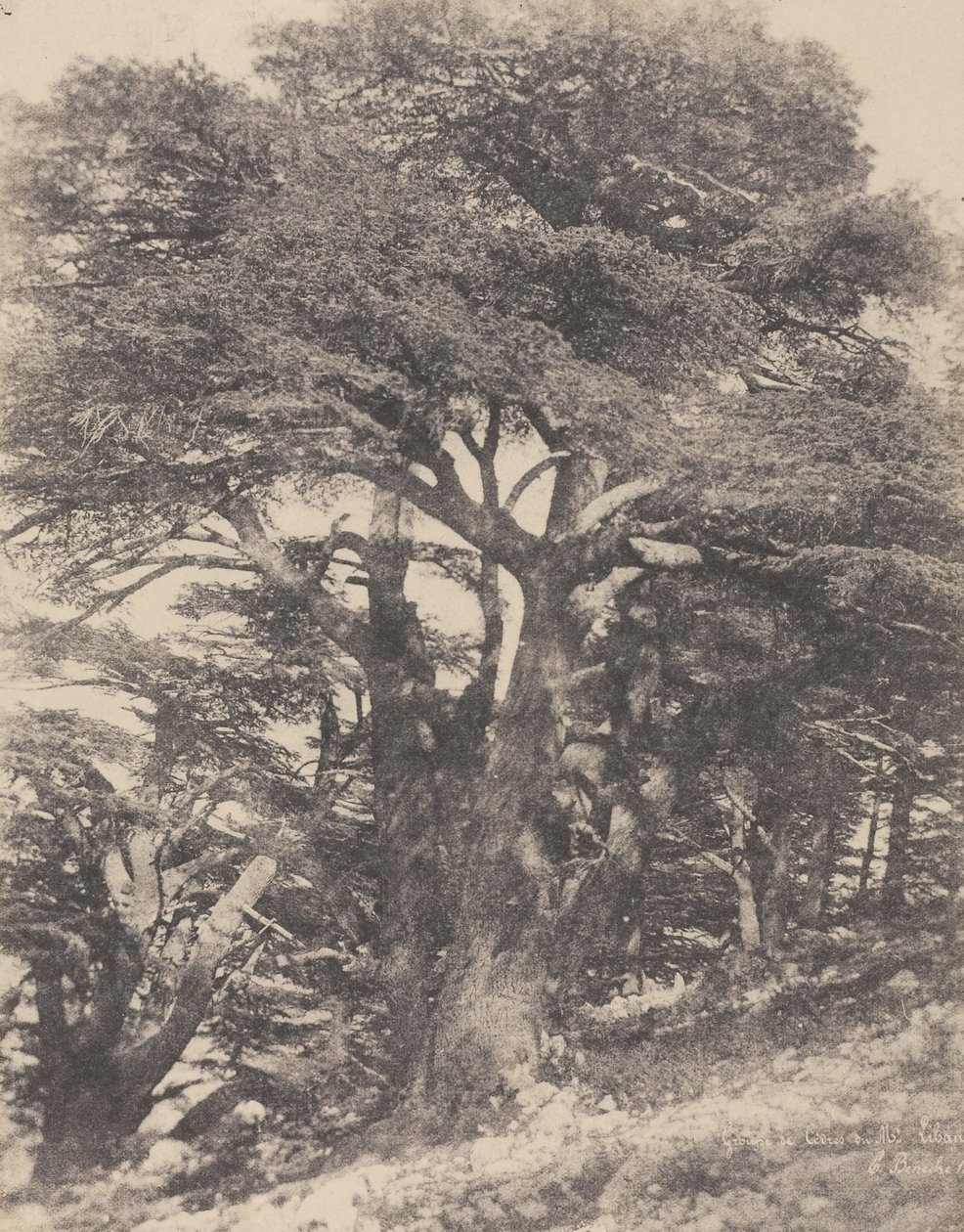  av Ernest Benecke