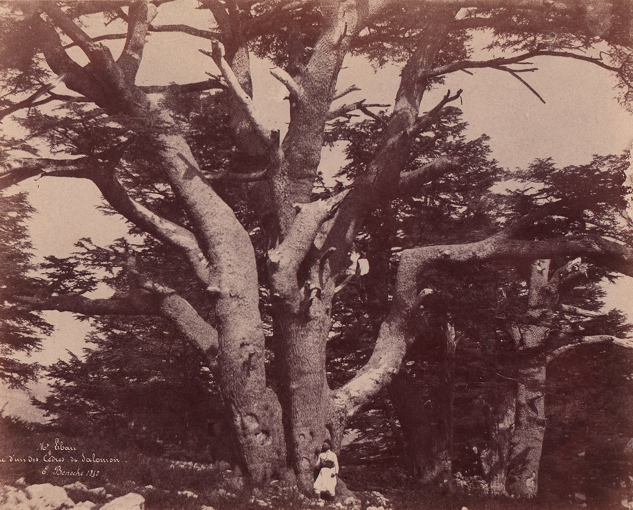 Libanonfjellet. Stamme av en av Cedars of Salomon, 1850-53. av Ernest Benecke