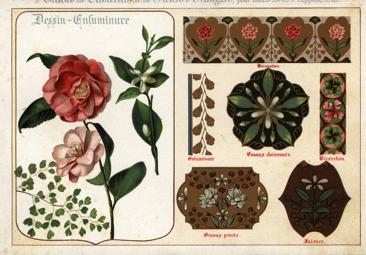 Bilder av kameliaer og oransje blomster fra manuskripter og deres av Ernest Guillot