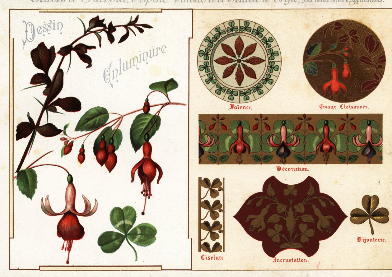 Bilder av fuchsia og berberis fra manuskripter og deres applikasjoner av Ernest Guillot