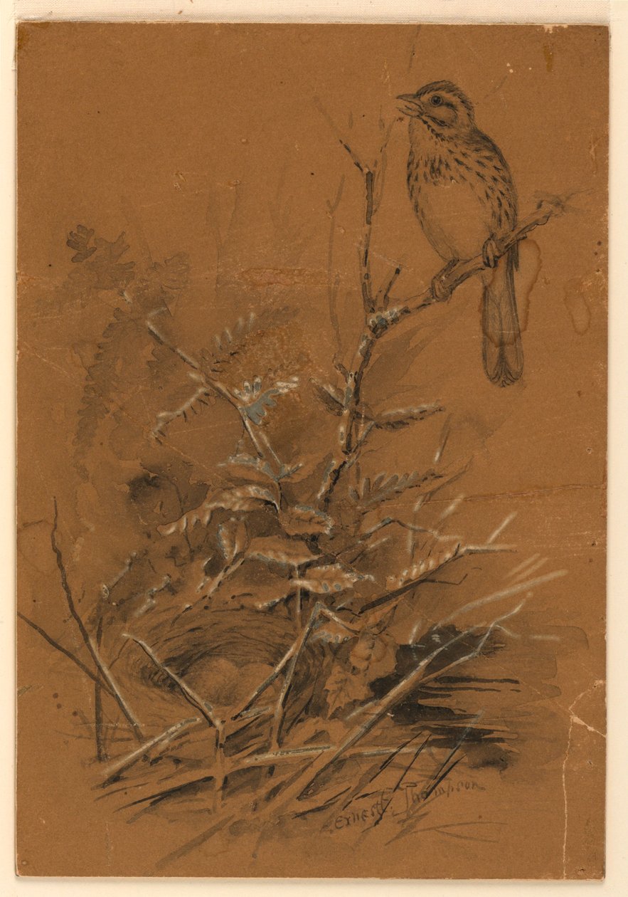 Sang Sparrow av Ernest Thompson Seton