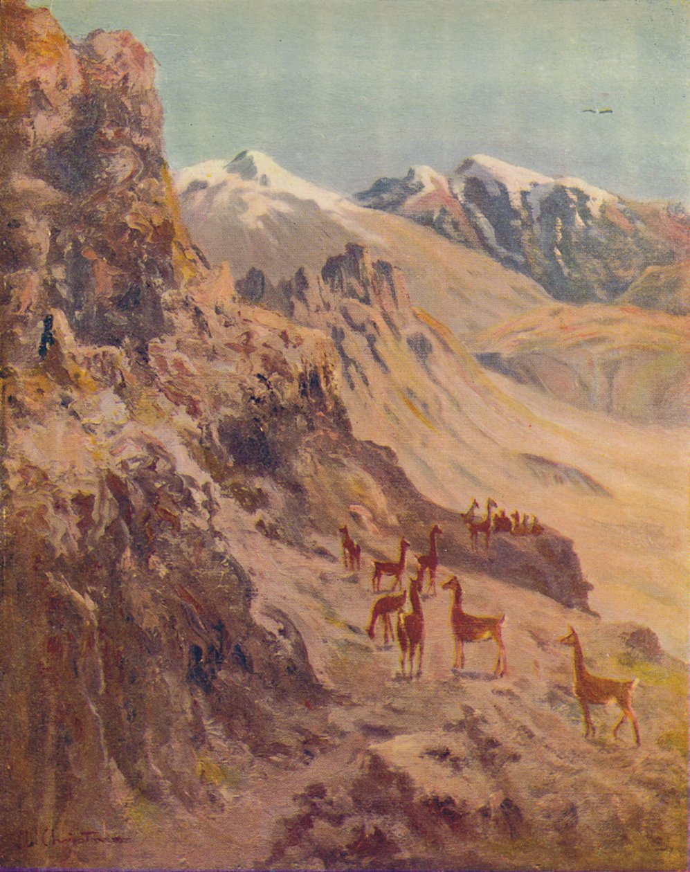 Guanaco, 1916 av Ernest William Christmas