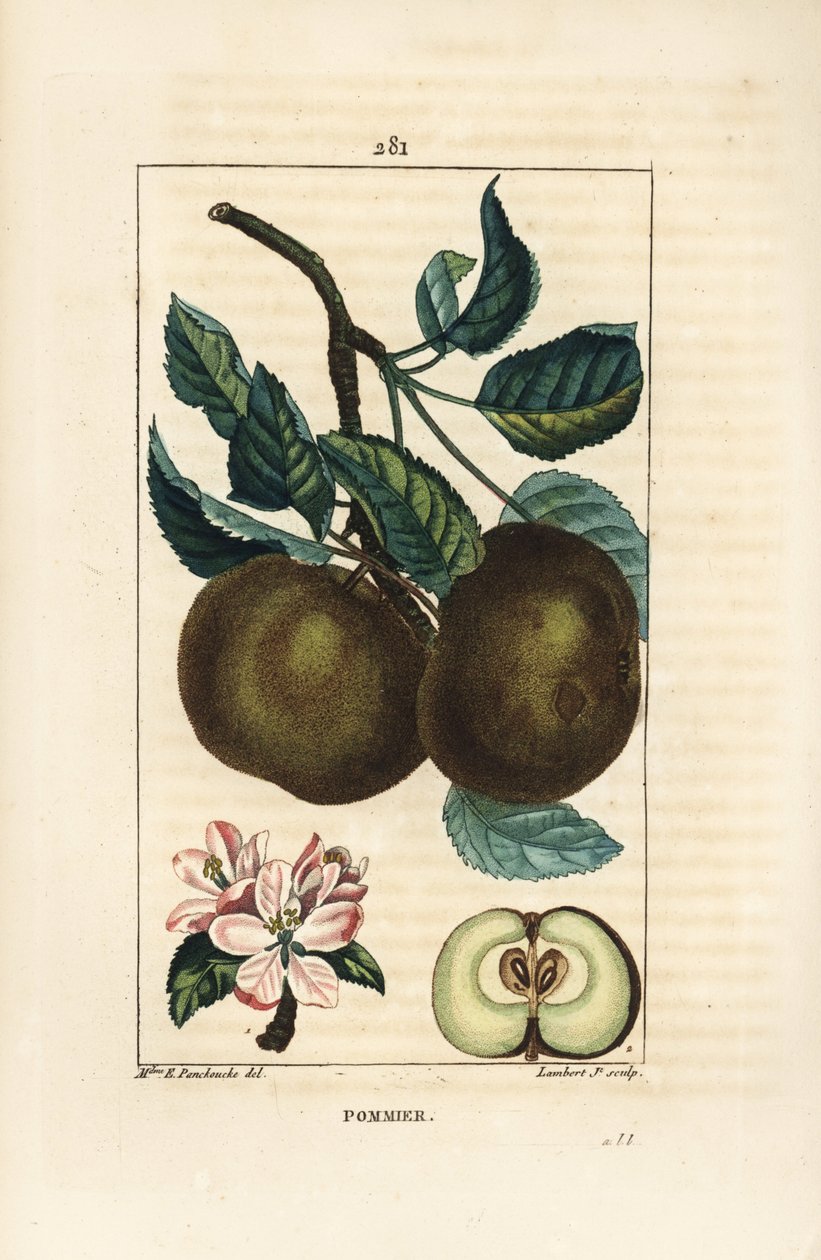 Epletre - Eple, Malus domestica, med gren, blad, frukt, blomst og moden frukt i seksjon som viser frø. Håndfarget kobberstikk av Lambert Junior fra en tegning av Ernestine Panckoucke fra Chaumeton, Poiret og Chamberets "" La av Ernestine Panckoucke