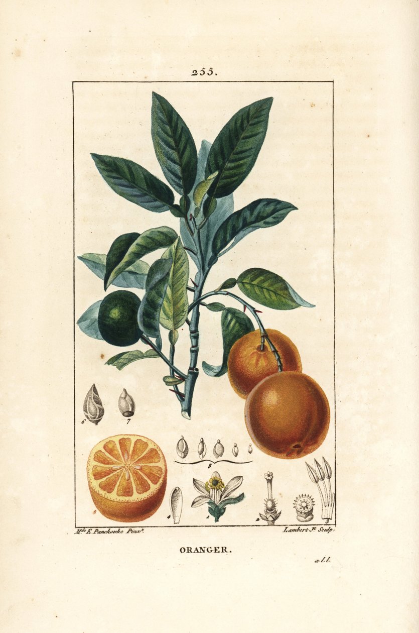 Bigaradier, appelsin, Citrus aurantium, med gren, blad, blomst, moden og umoden frukt, og snitt gjennom frukt. Håndfarget kobberstikk av Lambert Junior fra en tegning av Ernestine Panckoucke fra Chaumeton, Poiret og Chamberets " av Ernestine Panckoucke