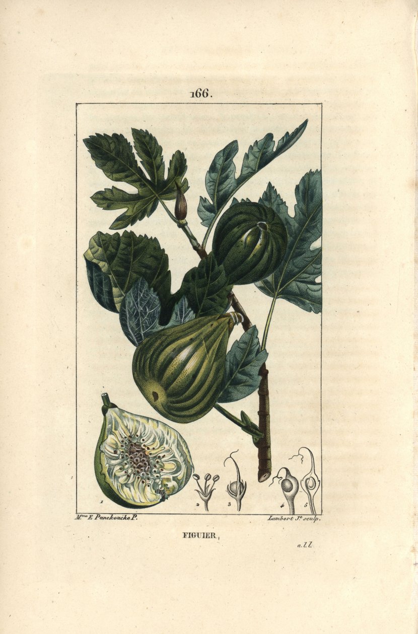 Botanisk tavle: fikentregren med fiken - Fikentre, Ficus carica, viser gren med moden frukt og blader, og et snitt gjennom frukt. Håndfarget kobberstikk av Lambert Junior fra en tegning av Madame E. Panckoucke fra Chaumeton, av Ernestine Panckoucke