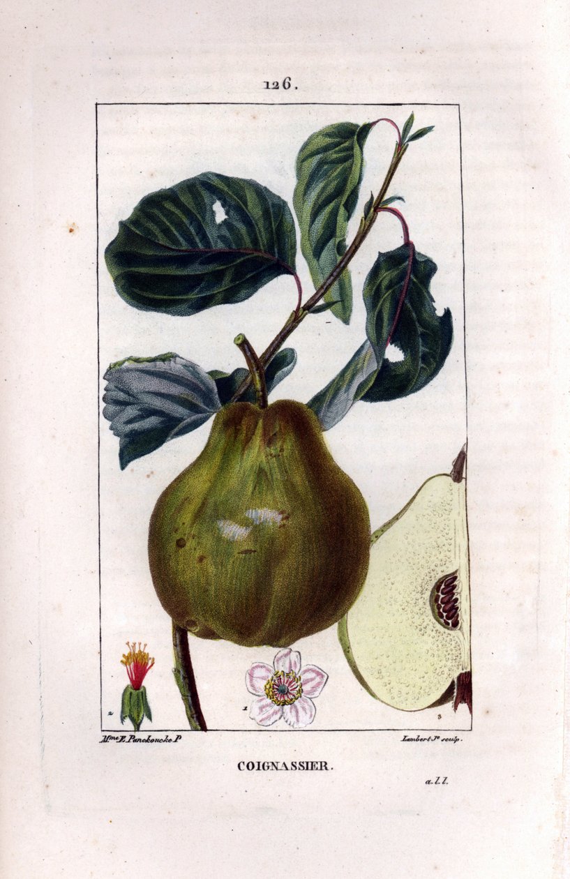Botanisk bord: kvedetre, Pyrus oblonga, som viser frukt, blomst, blader, gren og del av frukt. Håndfarget kobberstikk av Lambert Junior fra en tegning av Madame Panckoucke fra Chaumeton, Poiret et Chamberets "" La Flore Med av Ernestine Panckoucke