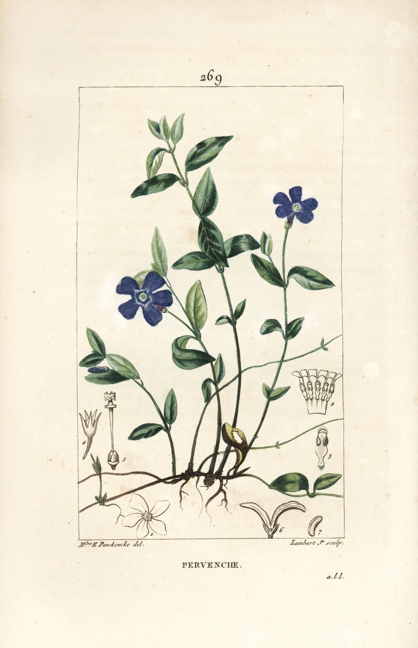 Liten periwinkle - Lesser periwinkle, Vinca minor, med blomst, blad, stilk, rot og frø. Håndfarget kobberstikk av Lambert Junior fra en tegning av Ernestine Panckoucke fra Chaumeton, Poiret og Chamberets "" La Flore Medicale,"" P av Ernestine Panckoucke