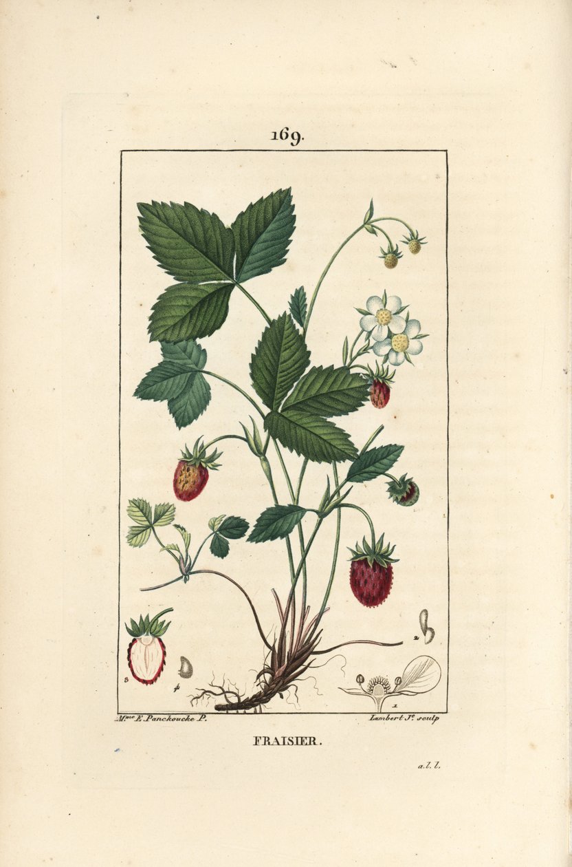 Jordbær dyrket - Jordbær, Fragaria ananassa, viser blomst, blad, moden frukt, røtter og snitt gjennom frukt. Håndfarget kobberstikk av Lambert Junior fra en tegning av Ernestine Panckoucke fra Chaumeton, Poiret et Chambere av Ernestine Panckoucke