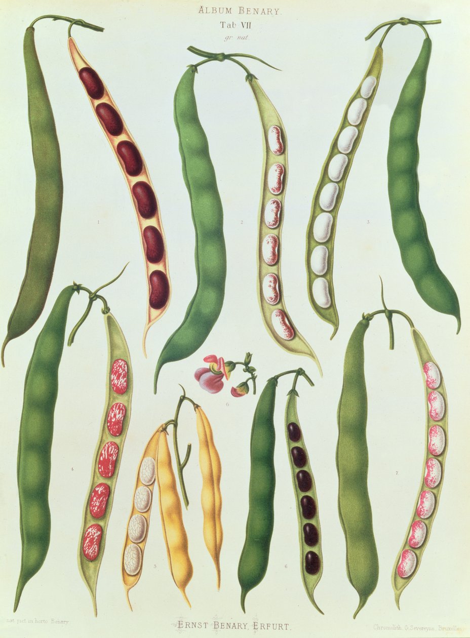Beans, Tab VII fra 