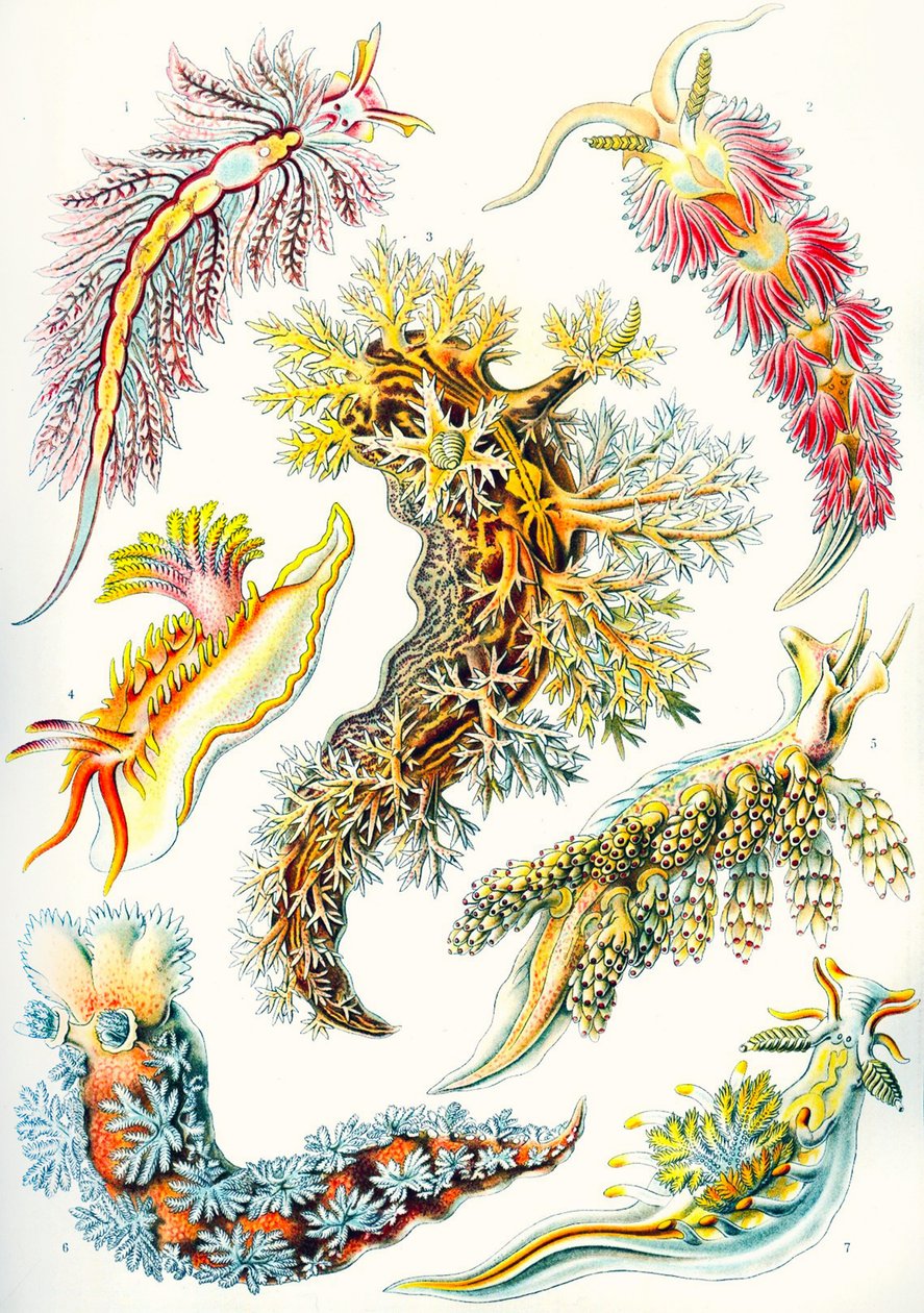 En samling av Nudibranchia fra 