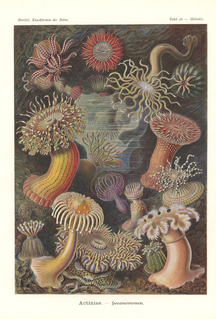 Actiniae - Sjøanemone, Pl.49, fra 