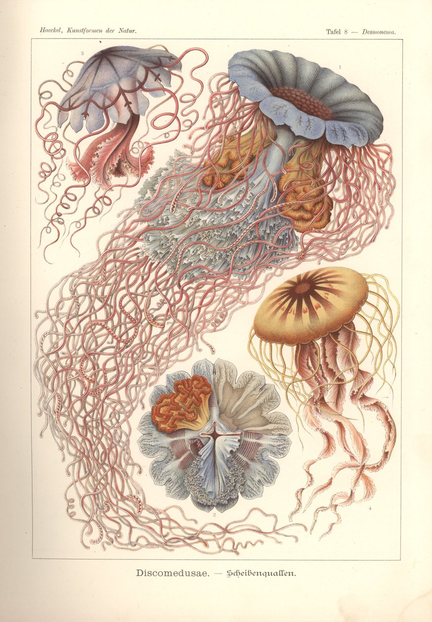 Discomedusae - skivemaneter, pl. 8 fra 