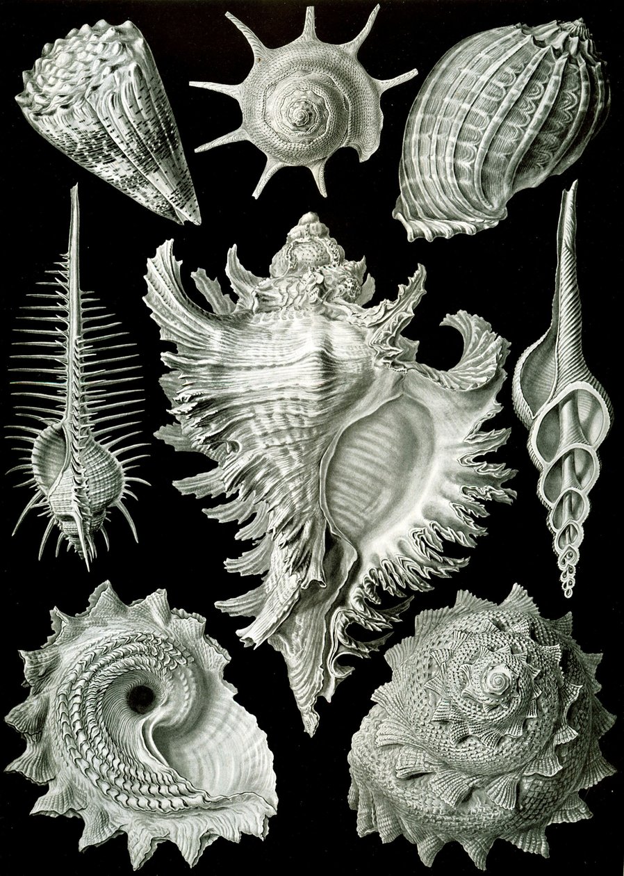 Eksempler på Prosranchia - skjell fra en rekke prosobranch gastropoder, fra 