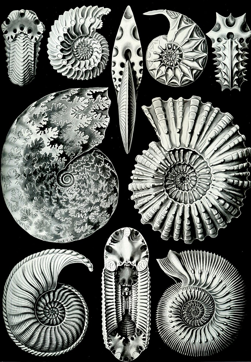 Illustrasjon av Ammonitida fra "Art Forms of Nature" 1904 (litho) av Ernst (after) Haeckel