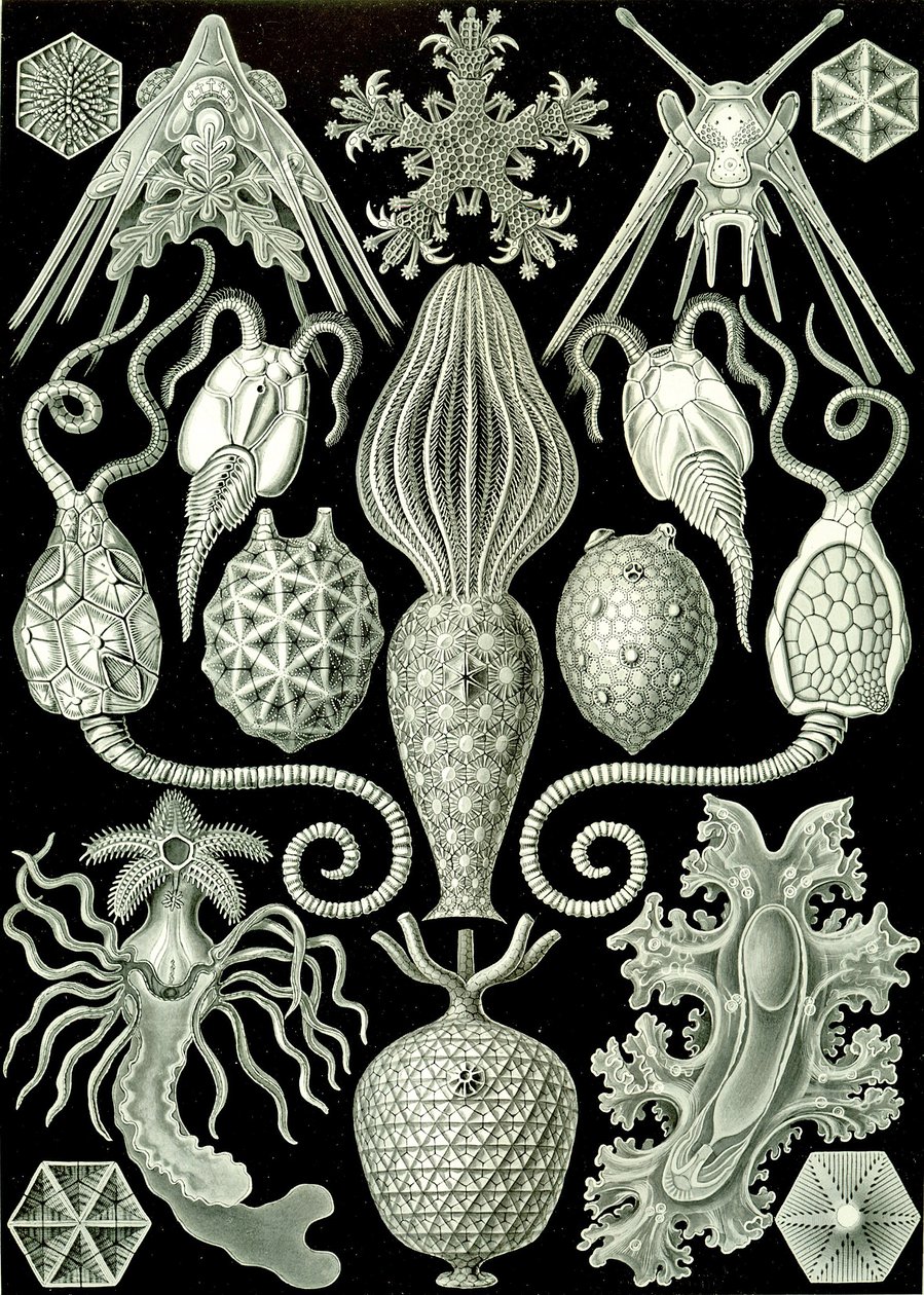 Illustrasjon av Amphoridea fra "Art Forms of Nature" 1904 (litho) av Ernst (after) Haeckel