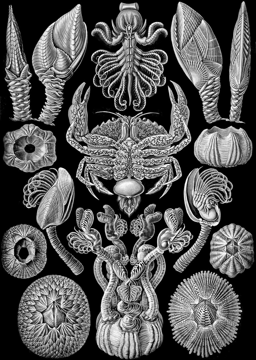 Illustrasjon av Cirripedia fra "Art Forms of Nature" 1904 (litho) av Ernst (after) Haeckel