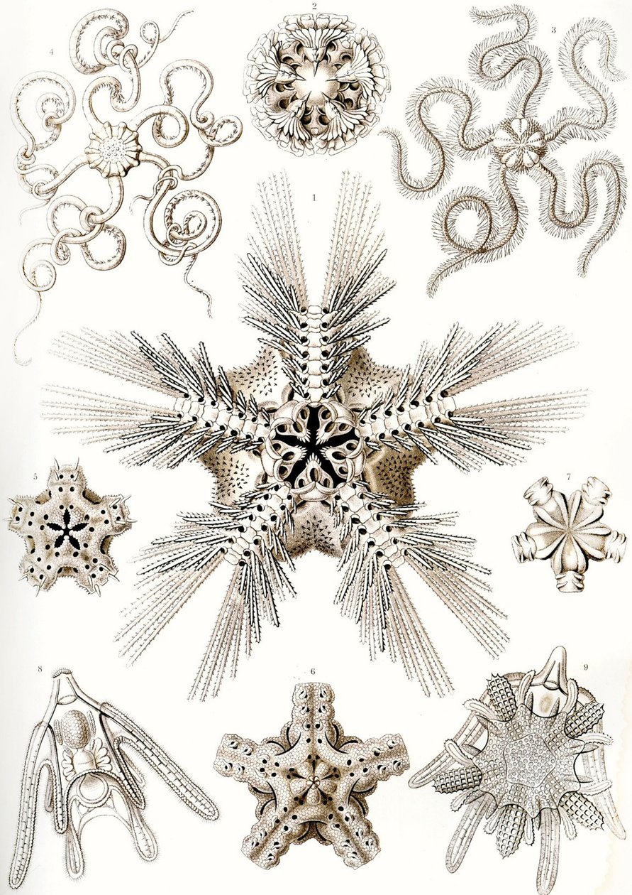 "Art Forms of Nature" av Ernst (after) Haeckel