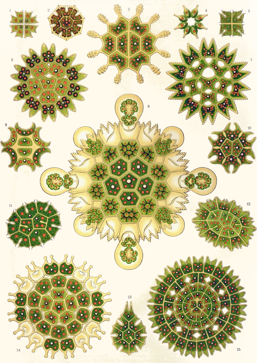 Varianter av Pediastrum fra 