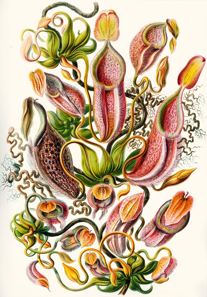 en samling av Nepenthaceae fra 
