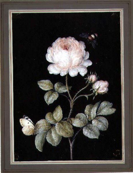 Rose med humle og sommerfugl (gouache på papir) av Ernst Friedrich Carl Lang