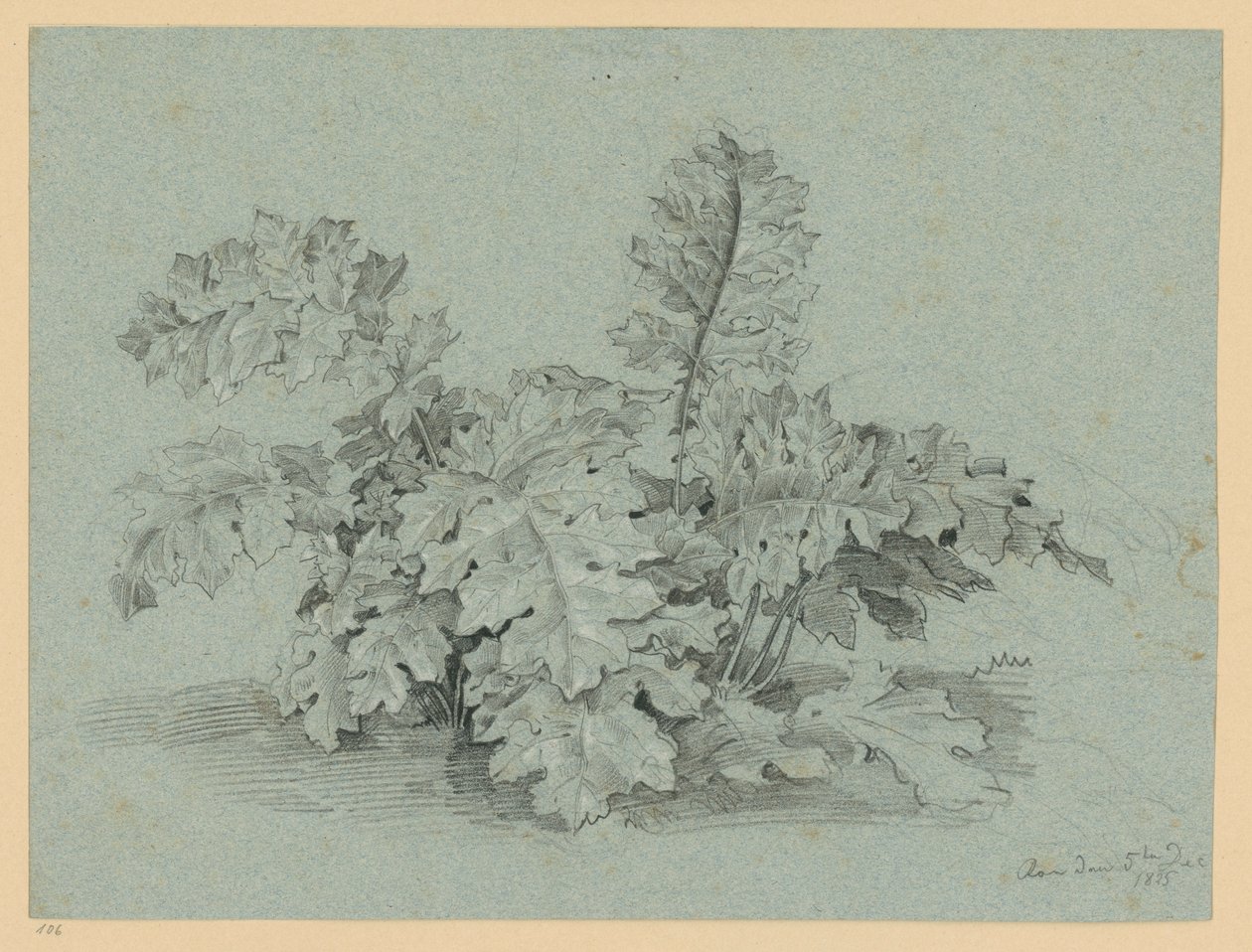 Akanthusplante av Ernst Fries