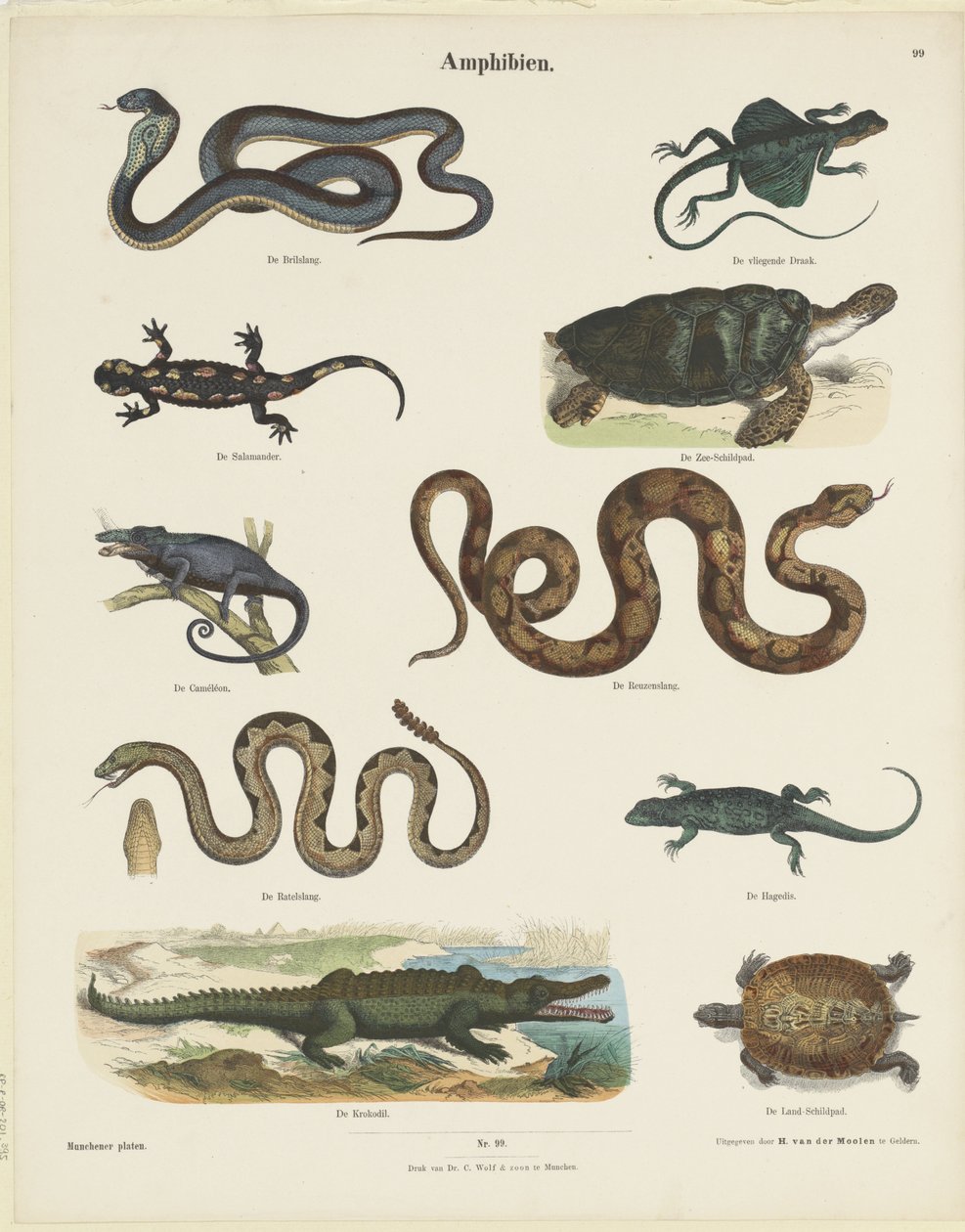 Amphibien (tittel på objekt) Munchener platen (serietittel på objekt) av Ernst Fröhlich