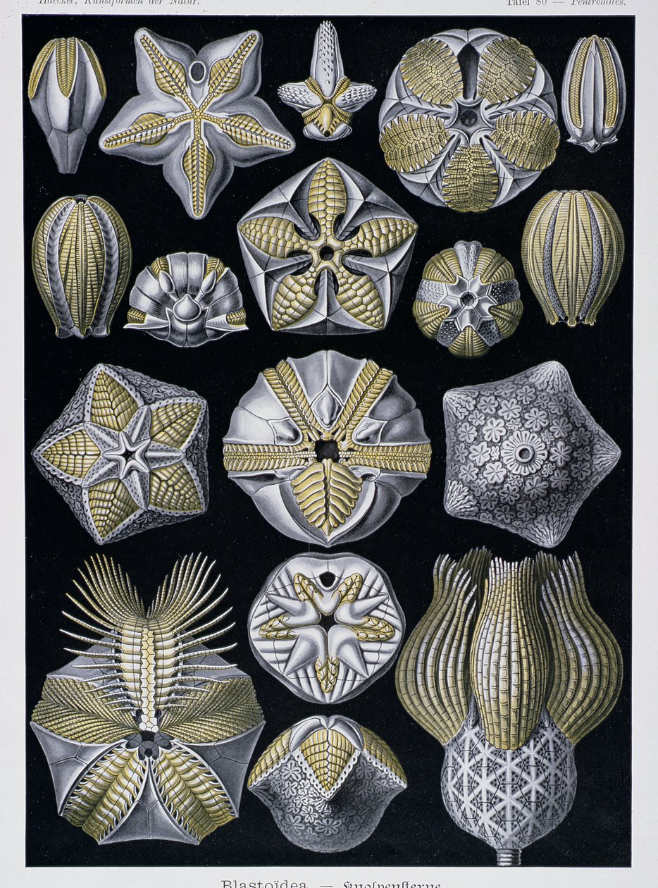 Blastoidea, plate fra Artforms of Nature, ca. 1899-1904 (fargegravering) av Ernst Haeckel