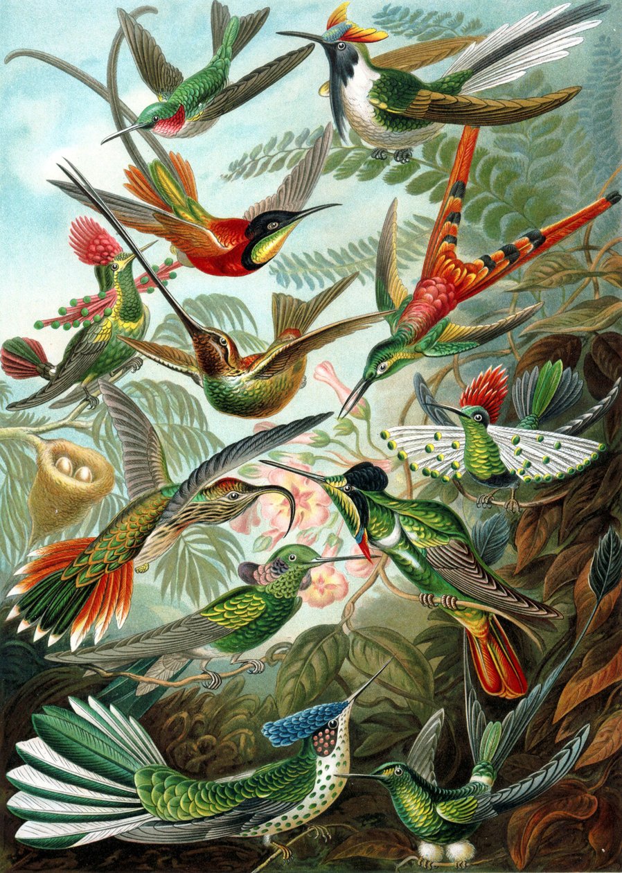 Eksempel fra familien Trochilidae, 
