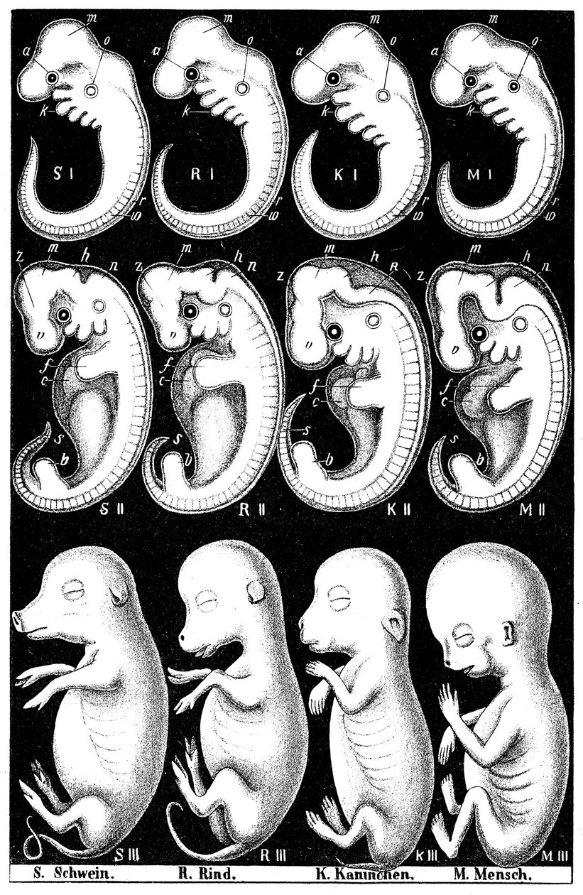Haeckels sammenligning av embryoer fra gris, ku, kanin og menneske av Ernst Haeckel