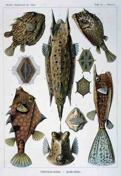 Ostraciontes, tallerken fra Artforms of Nature av Ernst Haeckel