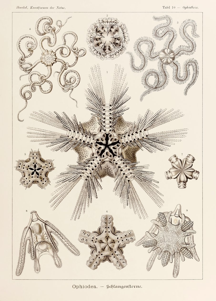 Plate 10 Ophiothrix Ophiodea fra 