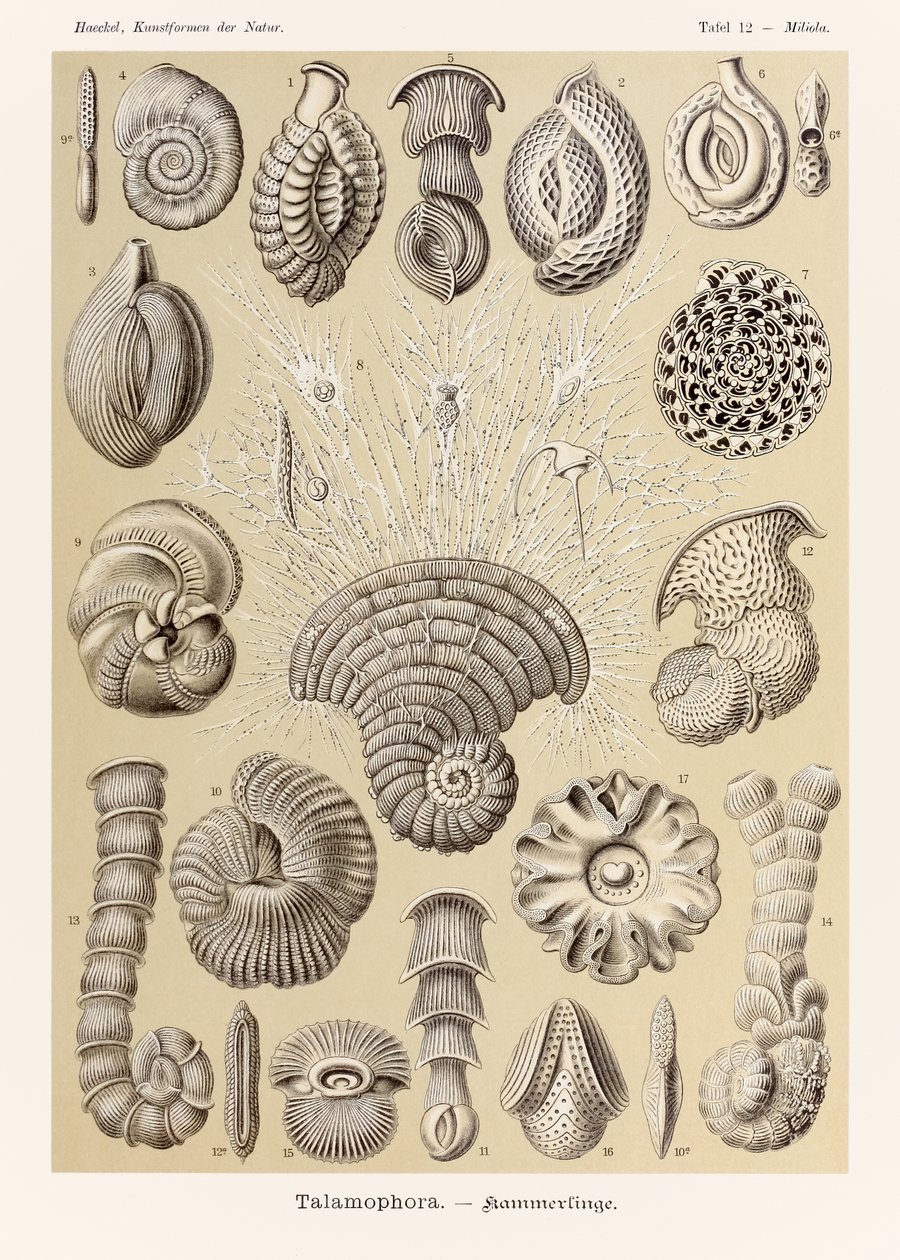 Plate 12 Miliola Talamophora fra 