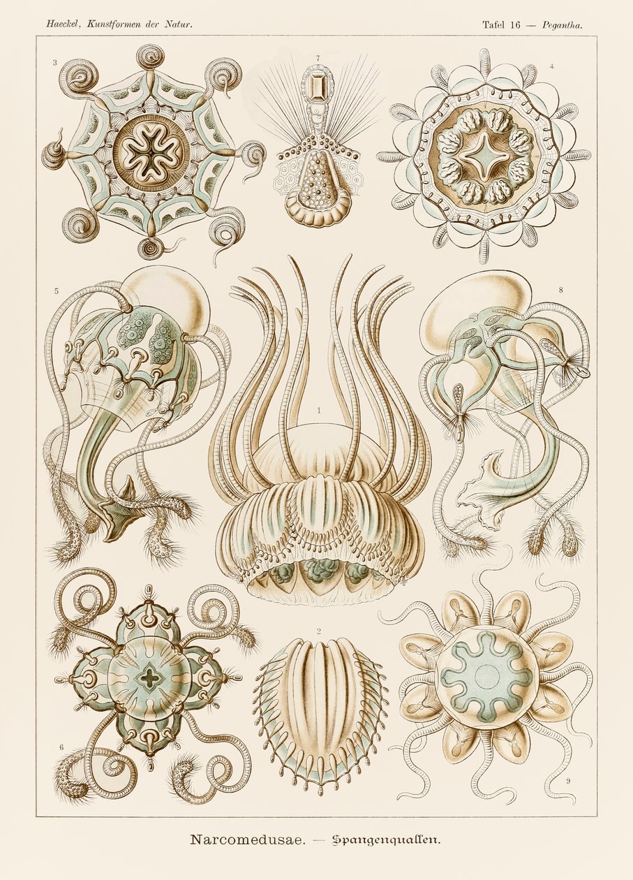 Plate 16 Pegantha Narcomedusae fra 