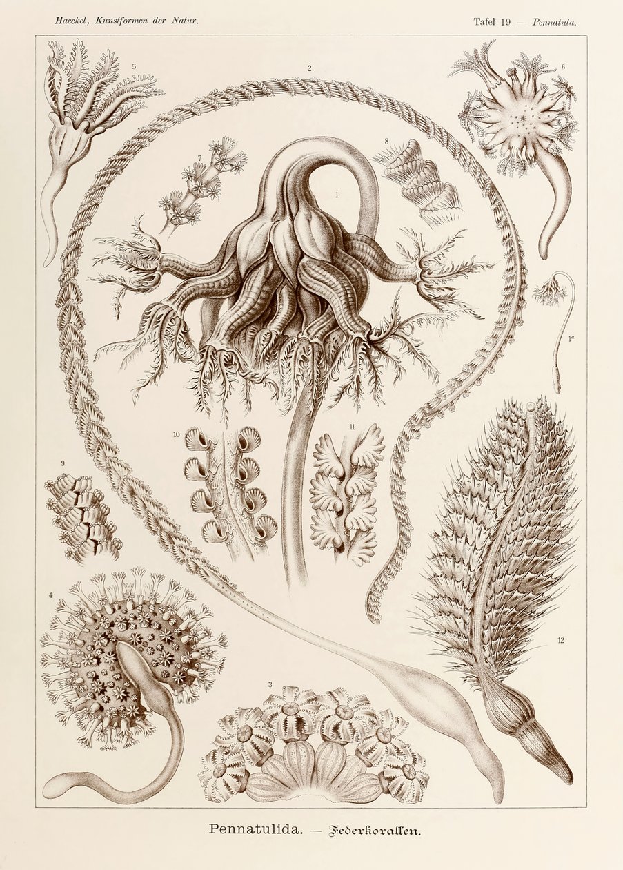 Plate 19 Pennatula Pennatulida fra 'Kunstformen der Natur' (Art Forms in Nature) illustrert av Ernst Haeckel (1834-1919) av Ernst Haeckel