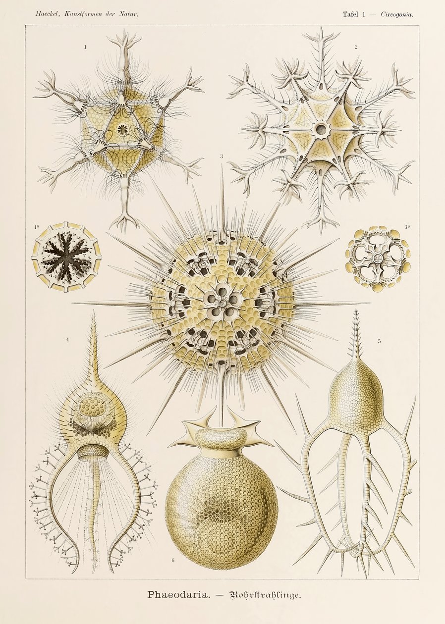 Plate 1 Circogonia Phaeodaria fra 