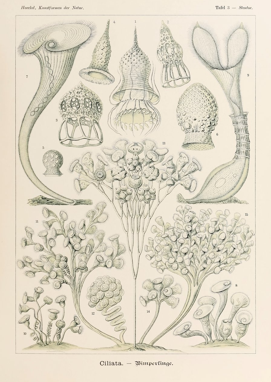 Plate 3 Stentor Ciliata fra 