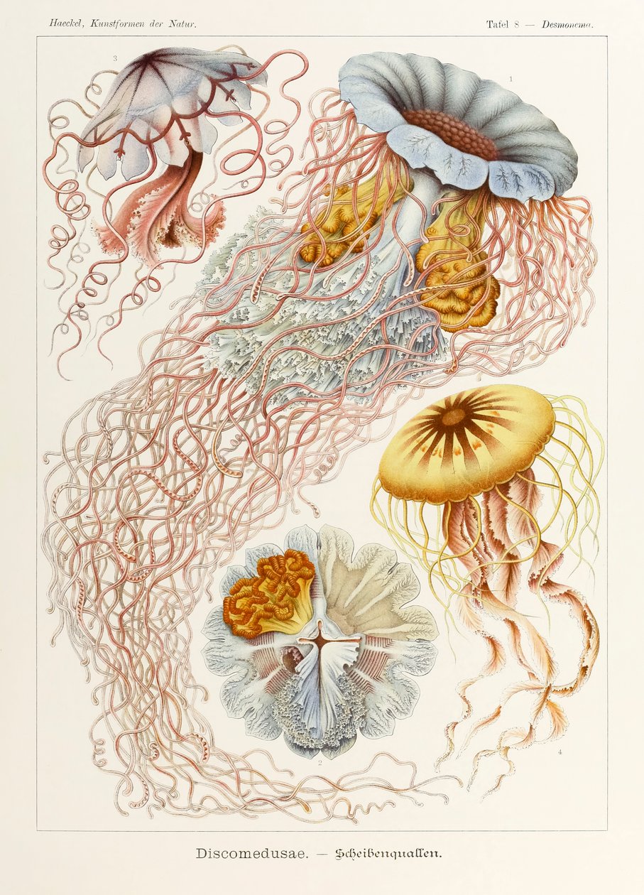Plate 8 Desmonema Discomedusae fra 'Kunstformen der Natur' (Art Forms in Nature) illustrert av Ernst Haeckel (1834-1919) av Ernst Haeckel