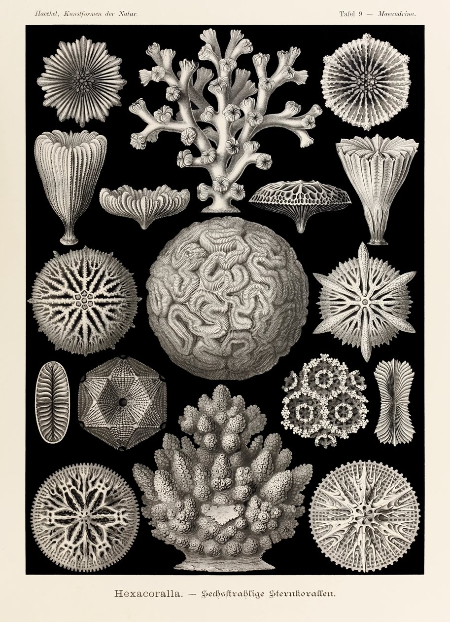 Plate 9 Maeandrina Hexacoralla fra 